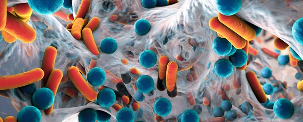 Gut bacteria